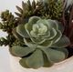 Uttermost® Mesa Green/Tan Succulent Accent-4