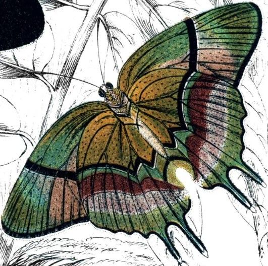 Classy Art Butterfly Study I by Piddix Wall Art-1