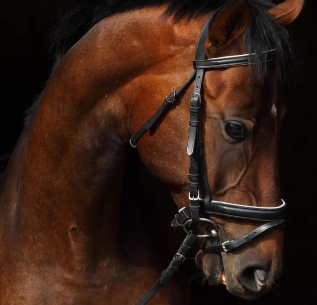 Classy Art Horse on Black by Mikhail Kondrashov Wall Art-1