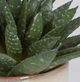 Uttermost® Doha Green Succulent Accent Artificial Foliage-4