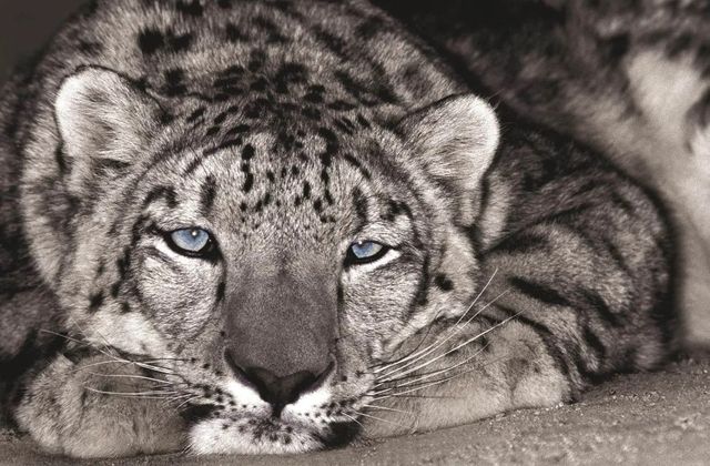 Classy Art Snow Leopard Sanctuary by D. Welling Wall Art-0