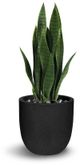 Le Present Sanseveria Green Faux Botanical-0