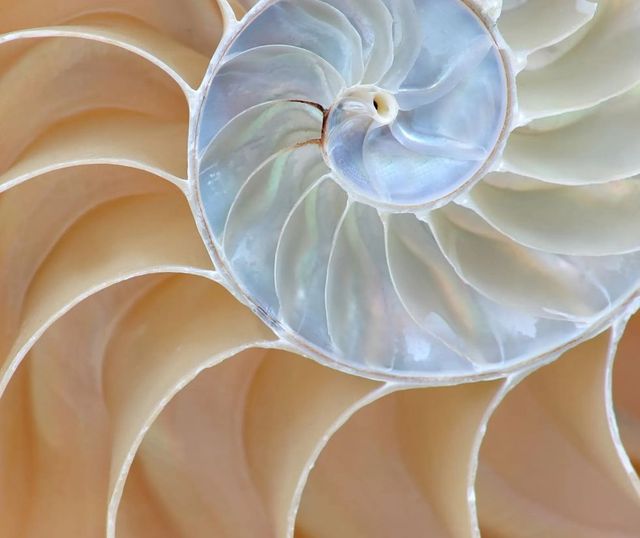 Classy Art Nautilus Shell Wall Art-1