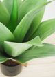 Le Present Agave Green 18" Faux Botanical-2