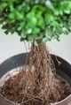 A & B Home Brown/Green Boxwood Tree-1