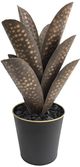 Crestview Collection Black/Green Large Oasis Cactus Planter-0
