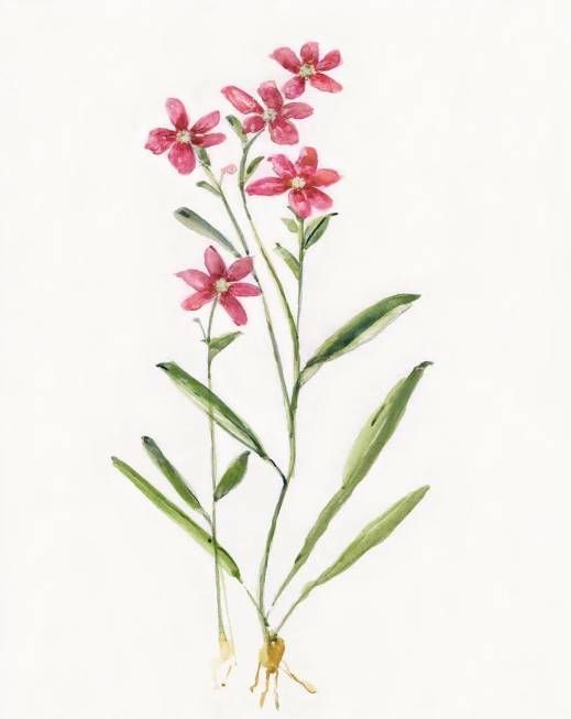 Classy Art Delicate Pink II by Sally Swatland Wall Art-1