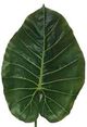 A & B Home Green Taro Leaf Stem-1