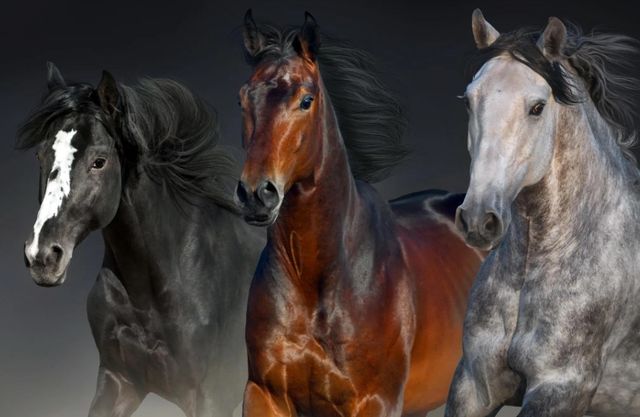 Classy Art Three Horses Wall Art-0
