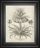 Classy Living Vision Studio Fresco Crown Imperial III Wall Art-0
