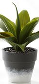 Giftcraft Black/Green/White Decorative Plant with Planter-1