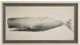 Stylecraft Whale Beige/Gray Wall Art-0