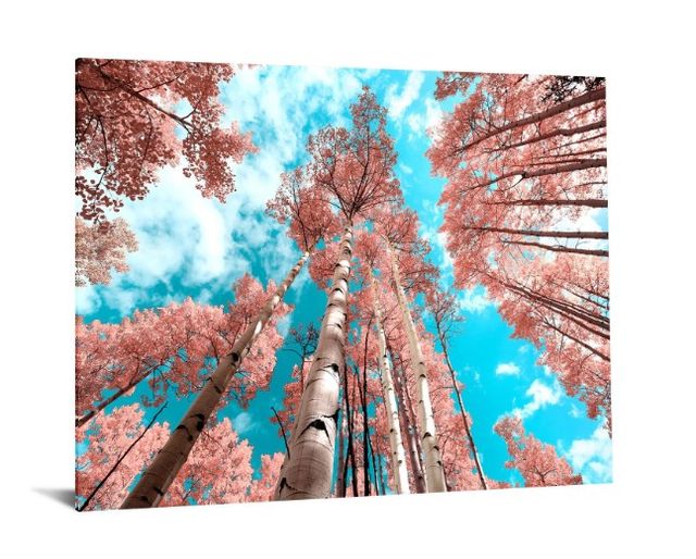 Classy Art Birch Up Wall Art-1