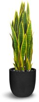 Le Present Sanseveria Green And Yellow Faux Botanical-0