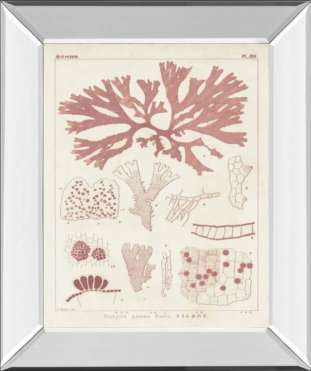 Classy Art Antique Coral Seaweed III by Vision Studio Mirror Framed Wall Art-0