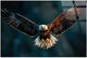 Classy Living Classic Majestic Soar Wall Art-0