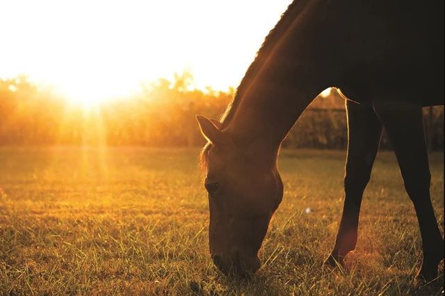 Classy Art Sunset Grazing I by Donnie Quillen Wall Art-0