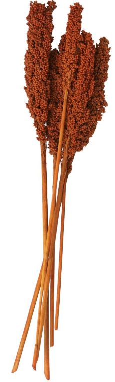 Deco Marche Orange Dried Plant Corn Maze Grass Natural Foliage with Long Stems-1