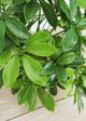 Le Present Baby Schefflera Green 20" Faux Botanical-2