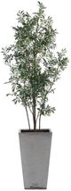 Uttermost® Sonora Gray/Green Olive Tree in Planter-2