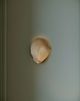 Currey & Company Alexine Antique Brass Wall Sconce-4
