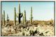 YHD Saguaro Wall Art-0