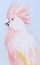Stylecraft Tamara Day Pink Cockatoo in Soft Pastels Wall Art-1