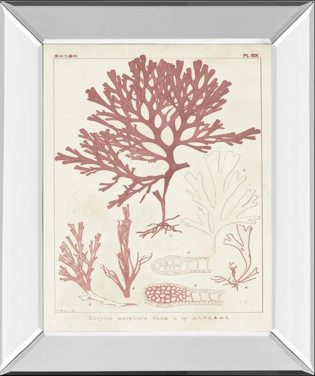 Classy Art Antique Coral Seaweed II by Vision Studio Mirror Framed Wall Art-0