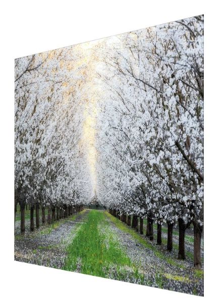 YHD Blossom Trail Wall Art-1