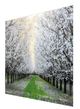 YHD Blossom Trail Wall Art-1