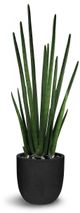 Le Present Sansevieria Green Faux Botanical Cylindrica-0
