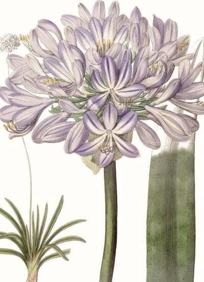 Classy Living Edwards Lavender Beauties VI Wall Art-1