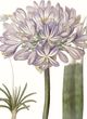 Classy Living Edwards Lavender Beauties VI Wall Art-1