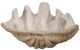 A & B Home Beige Medium Clam Shell Decorative Object-0