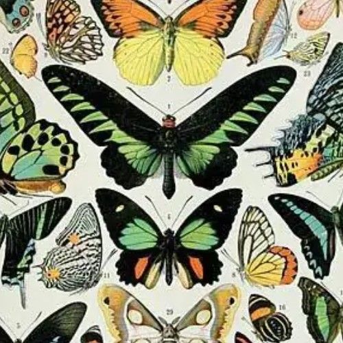 Classy Art Papillons II by Susan Ball Wall Art-1