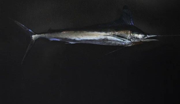 StyleCraft Sailfish Style 1 Wall Art-1