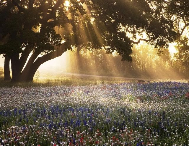 Classy Art Morning Meadow Sunrise by Danita Delimont Wall Art-0