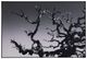 YHD Telltale Wall Art-0