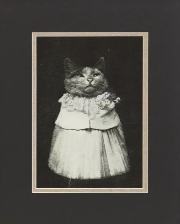 Stylecraft Cat Skirt Wall Art-1