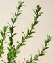 Magnolia Home by Joanna Gaines Green Real Touch Leaf Stem-1