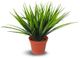 Le Present Green Potted Faux Botanical Grass-0