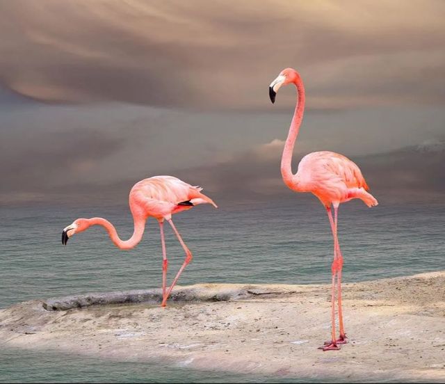 Classy Art Flamingo Wall Art-1
