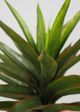 Le Present Agave Green 25.5" Faux Botanical-1