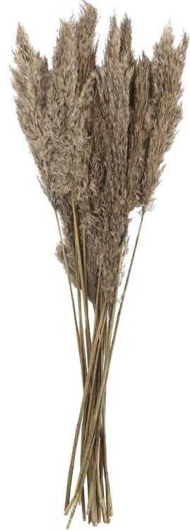 Deco Marche Brown Dried Plant Pampas Grass Natural Foliage with Long Stems-1