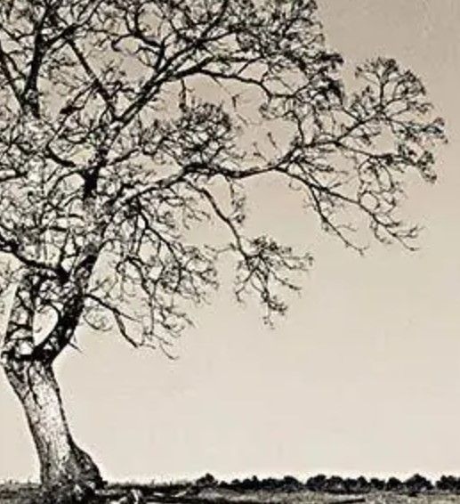 Classy Art Early Spring Silhouette I by Jennifer Rigsby Wall Art-1