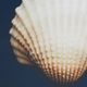 Olliix by Madison Park Ocean Seashells 4 Piece Blue Framed Canvas-4