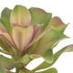 A & B Home Green/Blue Aeonium Pick-1