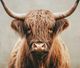 Stylecraft Majestic Highland Bull Wall Art-1