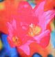 A & B Home Blue/Orange/Pink Throw Pillow-1