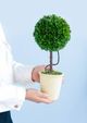 A & B Home Green Artificial Boxwood Topiary in White Pot-2